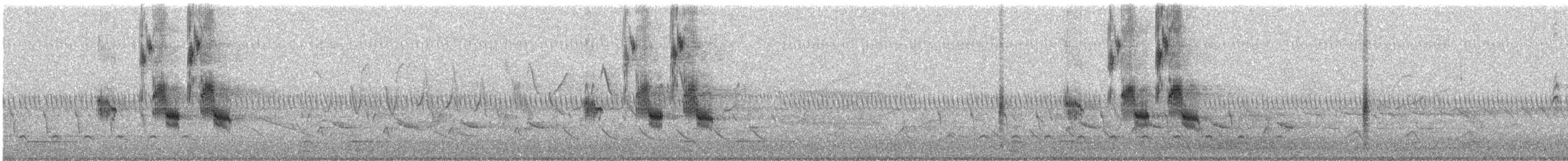 papežík americký - ML635331140