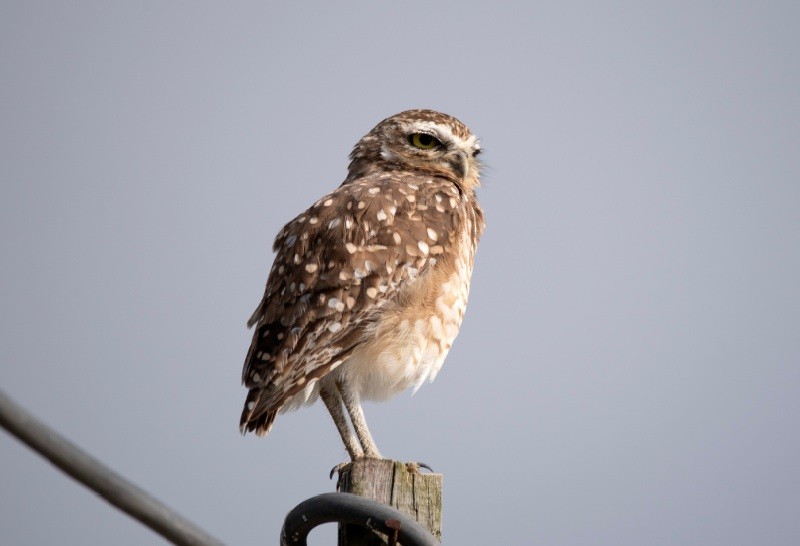 Burrowing Owl (grallaria) - ML635331189