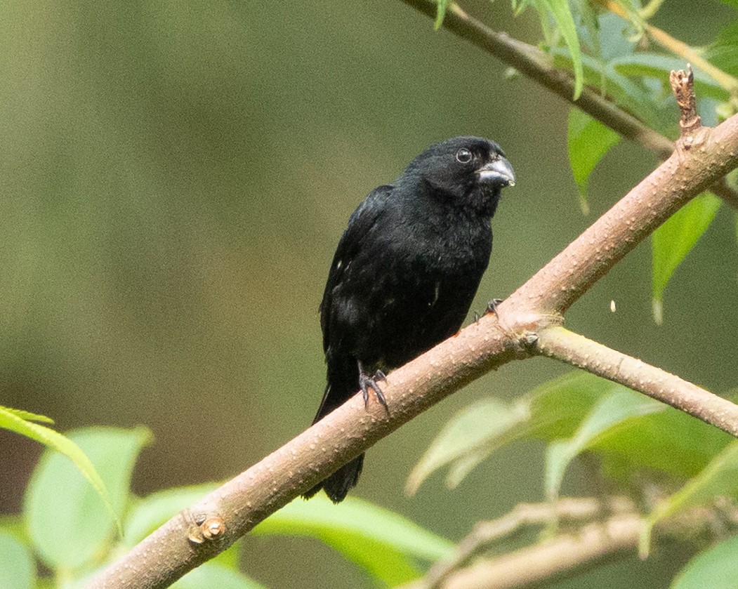 Variable Seedeater - ML635331263