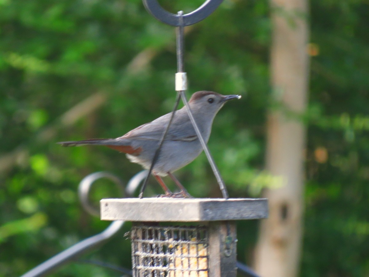 Gray Catbird - ML635331270