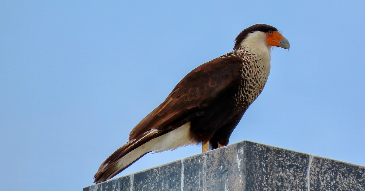 Crested Caracara - ML635331368