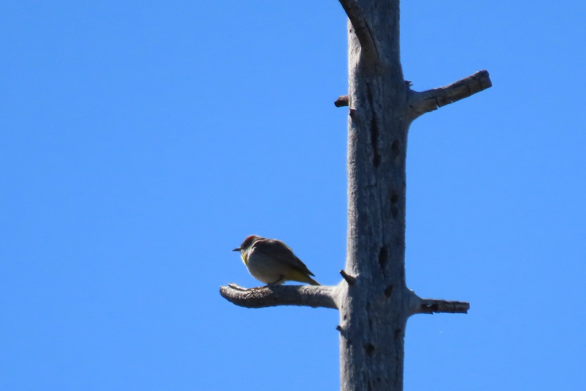 Virginia's Warbler - ML635331386