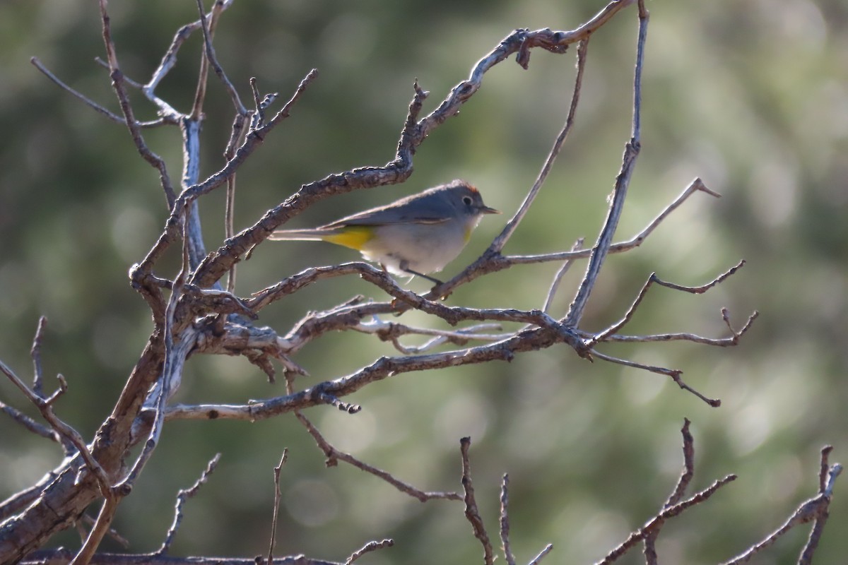 Virginia's Warbler - ML635331387