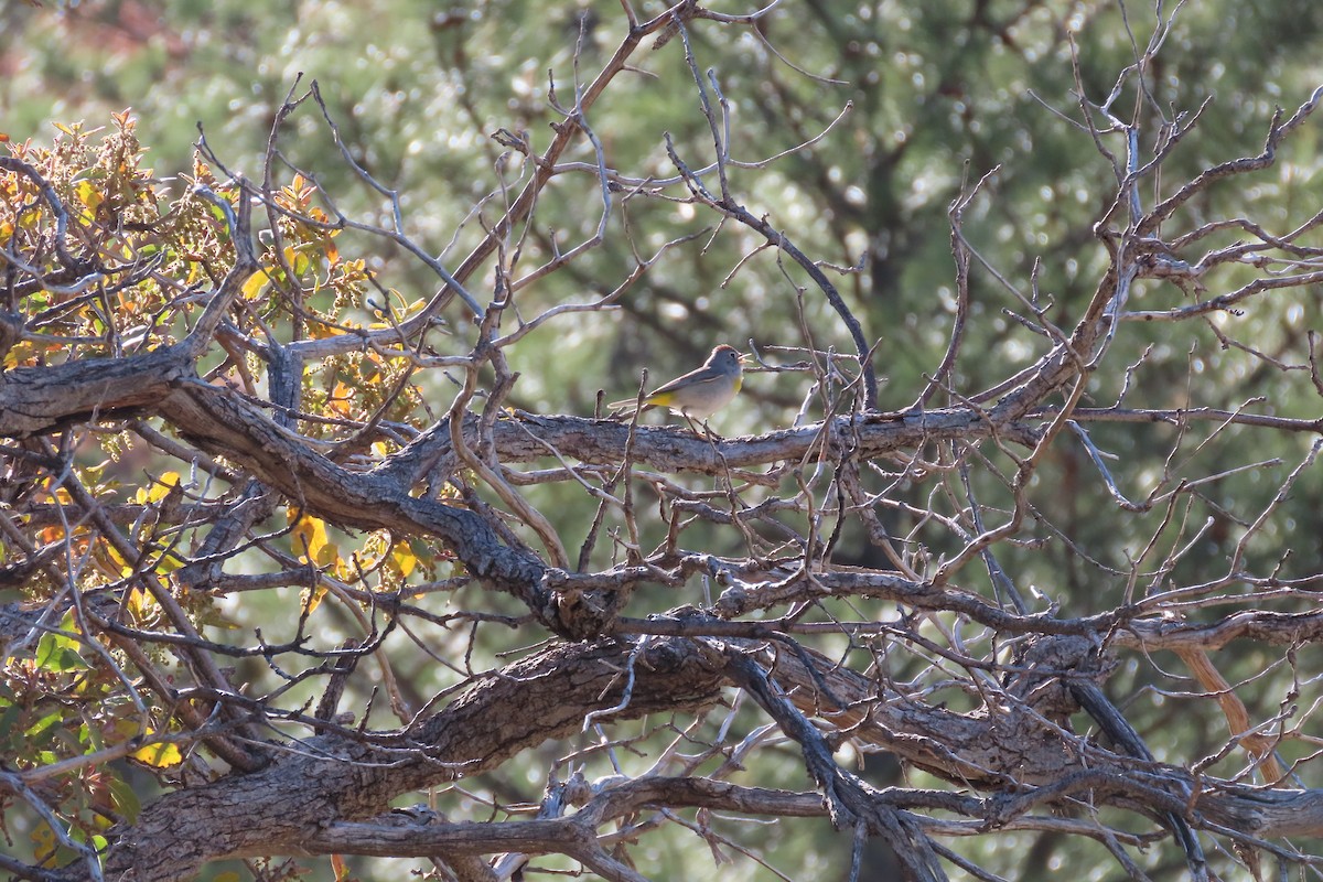 Virginia's Warbler - ML635331389
