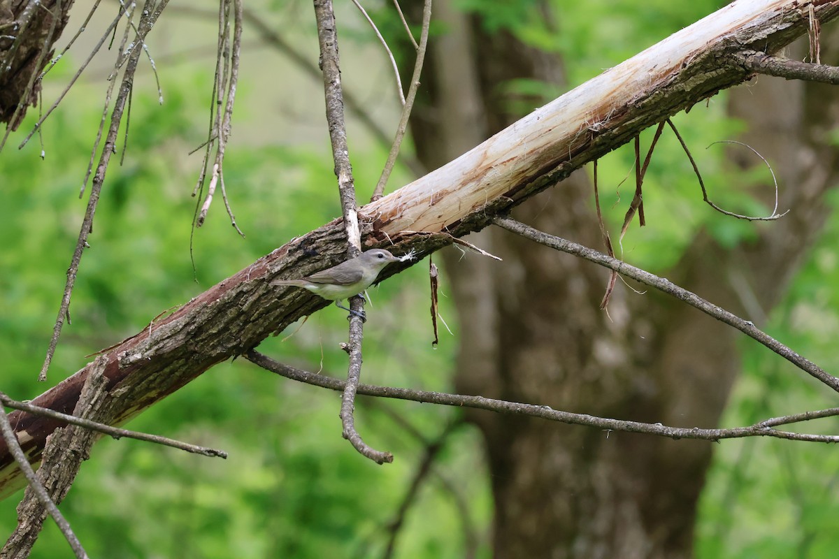 vireo sp. - ML635331390