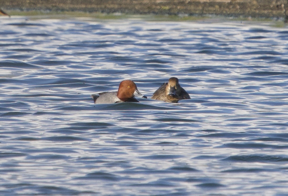 Redhead - ML635331422