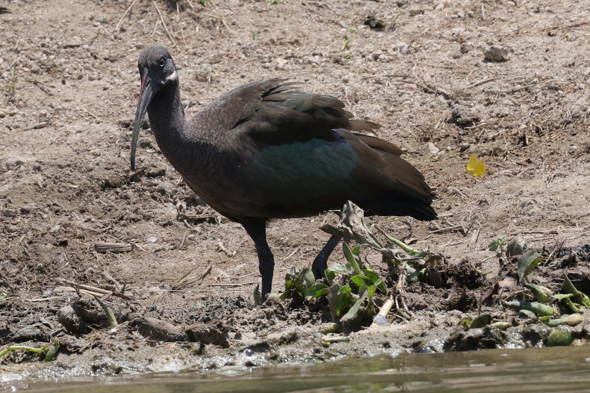 Hadada Ibis - ML635331438