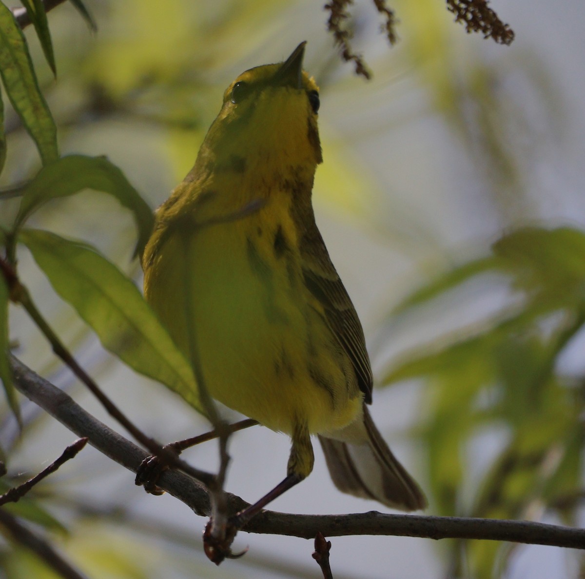 Prairie Warbler - ML635331464