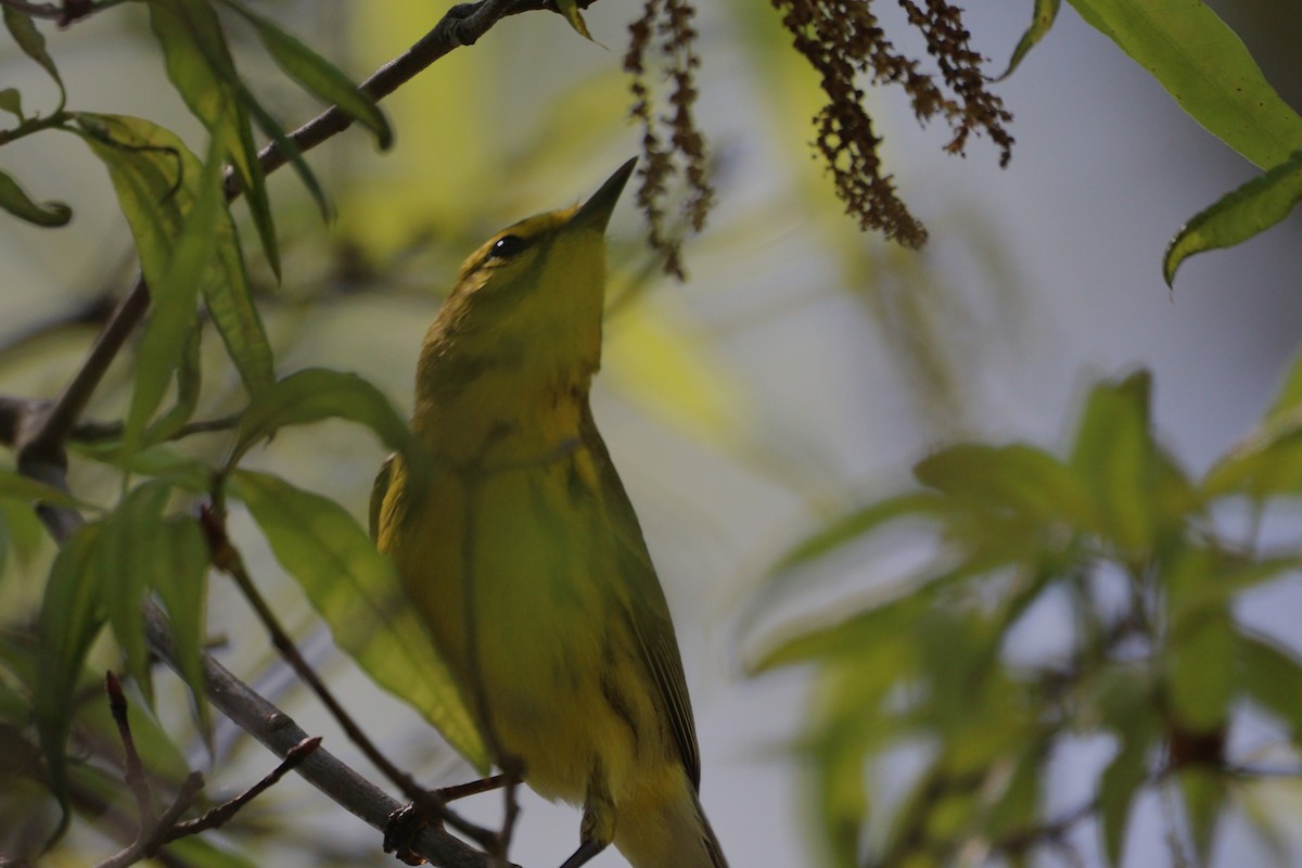 Prairie Warbler - ML635331465