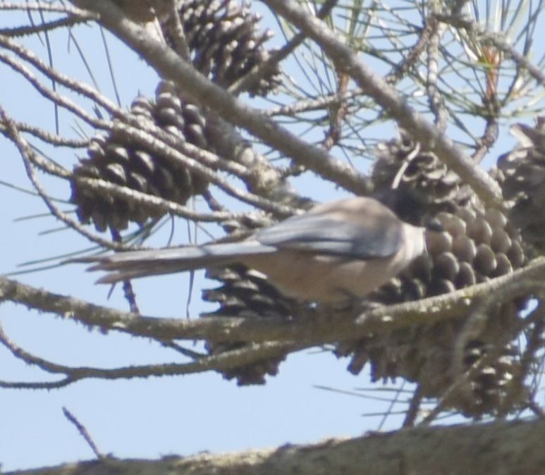 Iberian Magpie - ML635331486