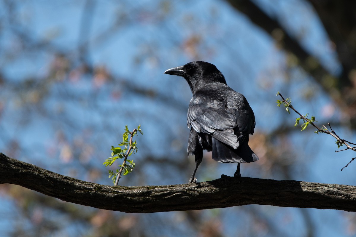 Fish Crow - ML635331533