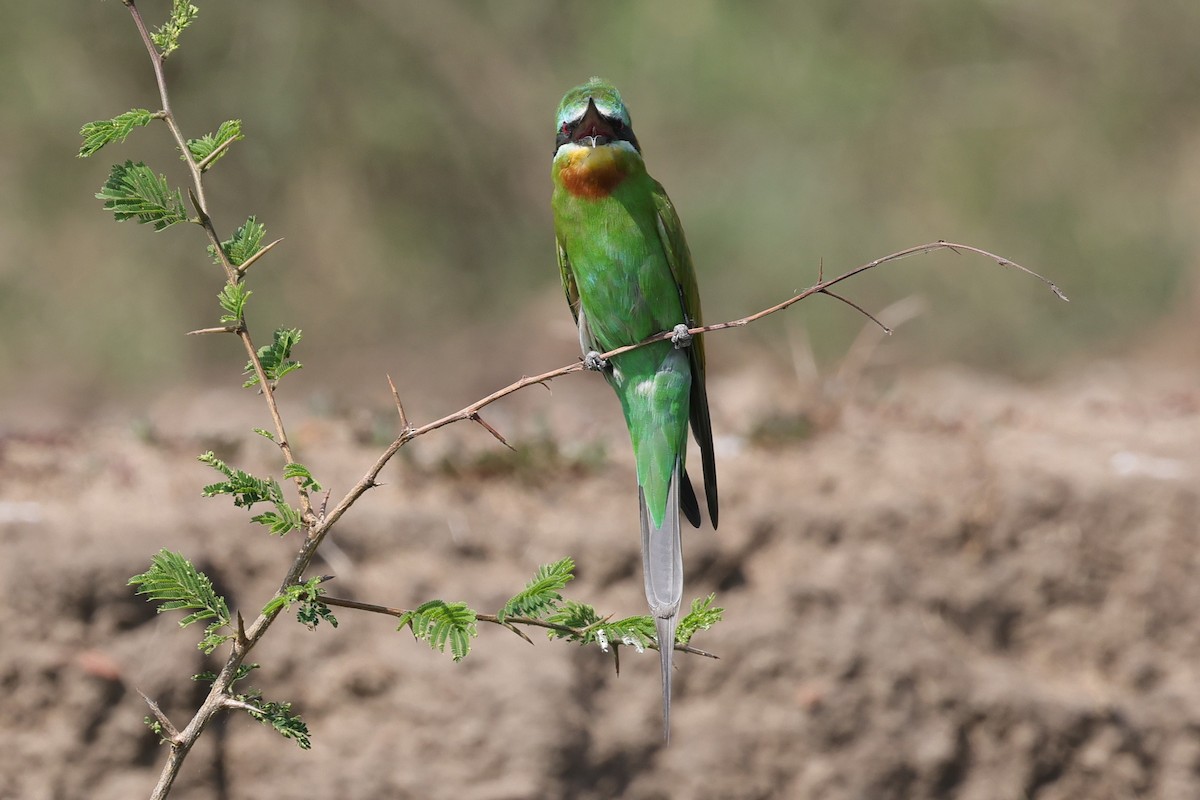 Blue-cheeked Bee-eater - ML635331539