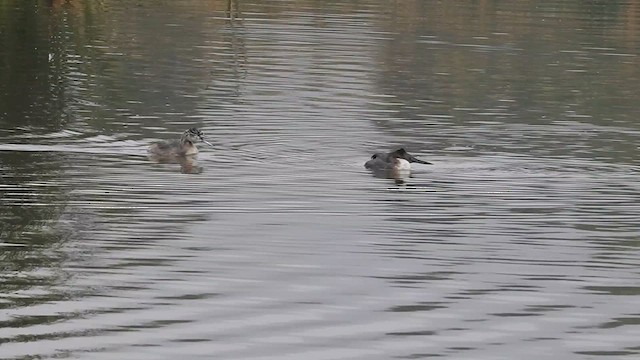 Great Grebe - ML635331556