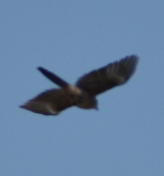 Iberian Magpie - ML635331645