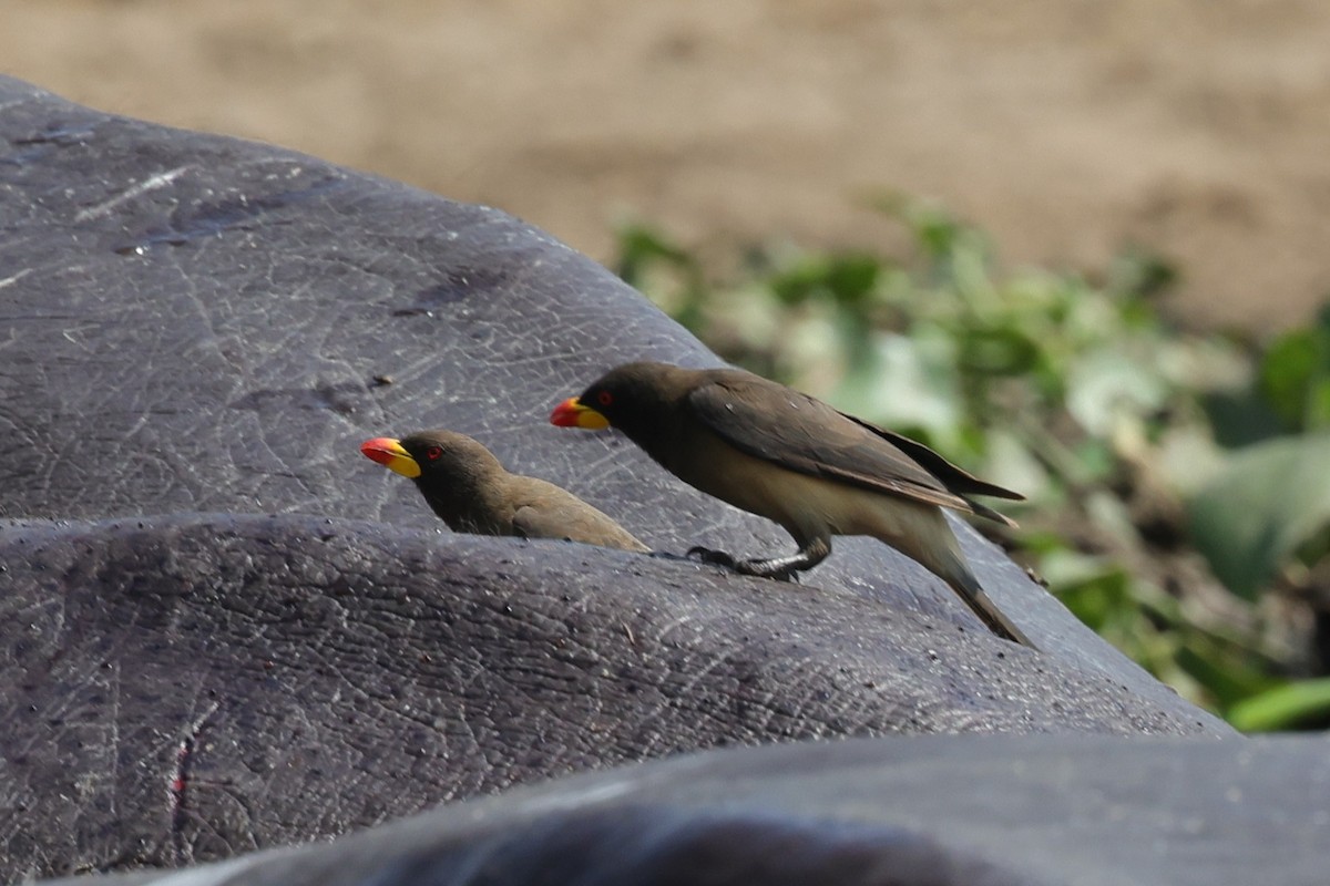 Yellow-billed Oxpecker - ML635331661