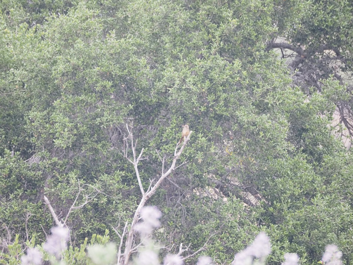 California Thrasher - ML635331675