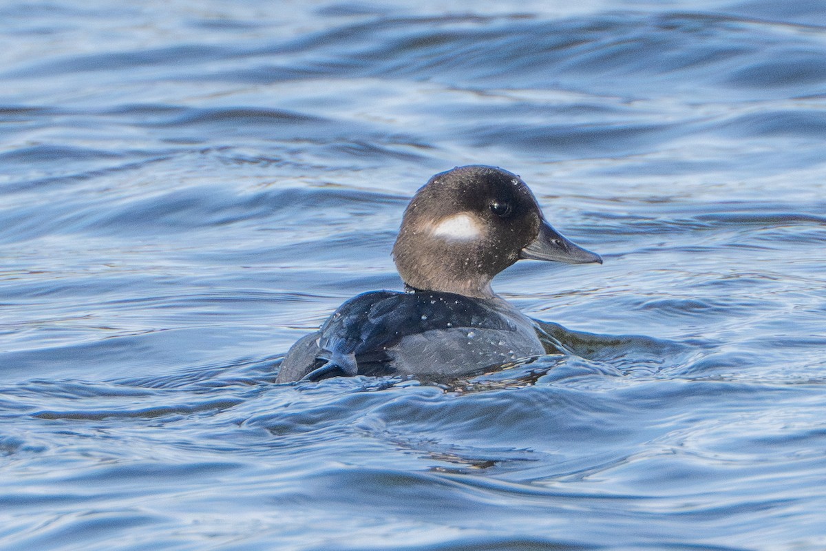 Bufflehead - ML635331677