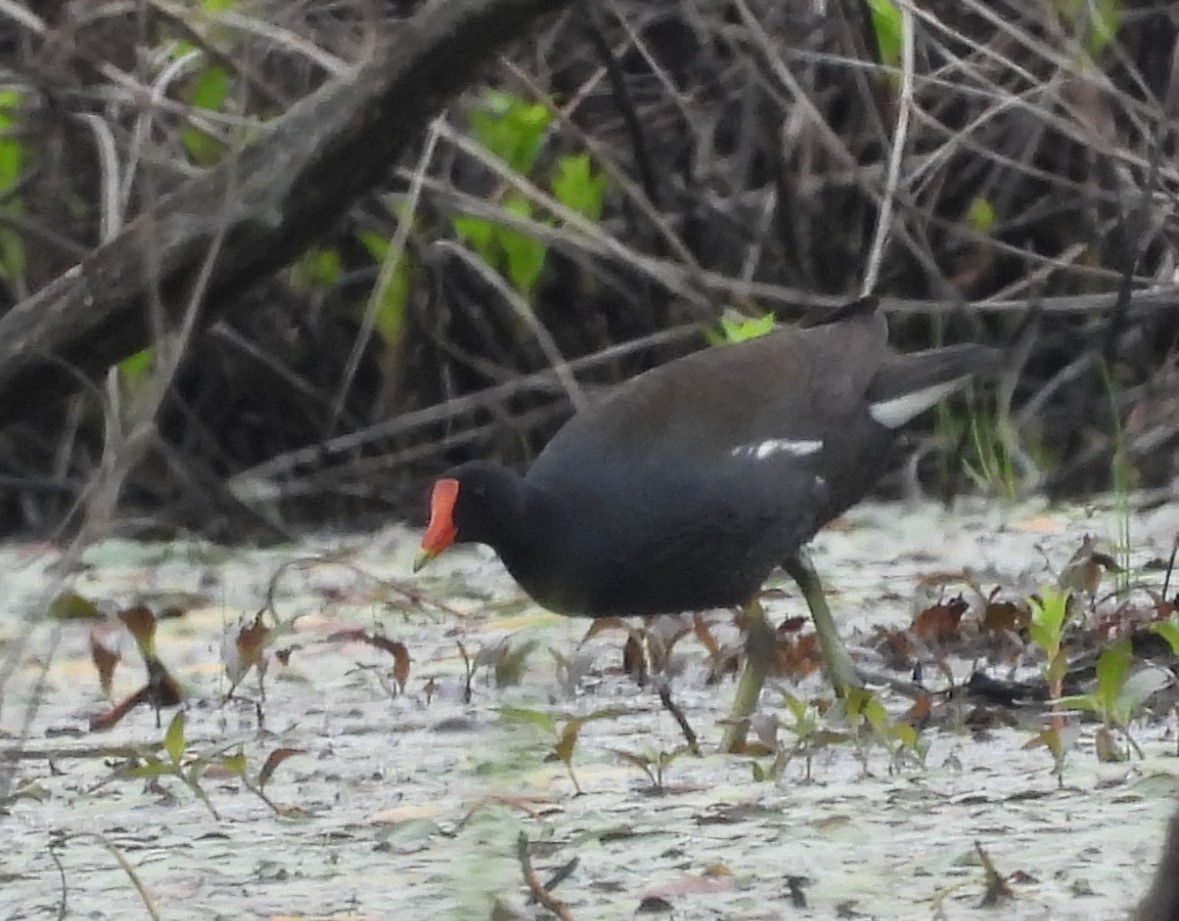 slípka americká - ML635331758