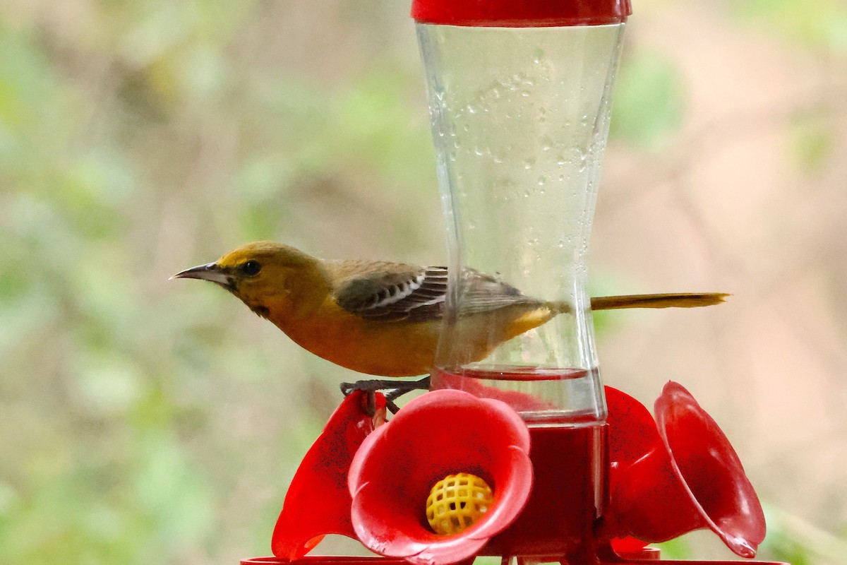 Hooded Oriole - ML635331769