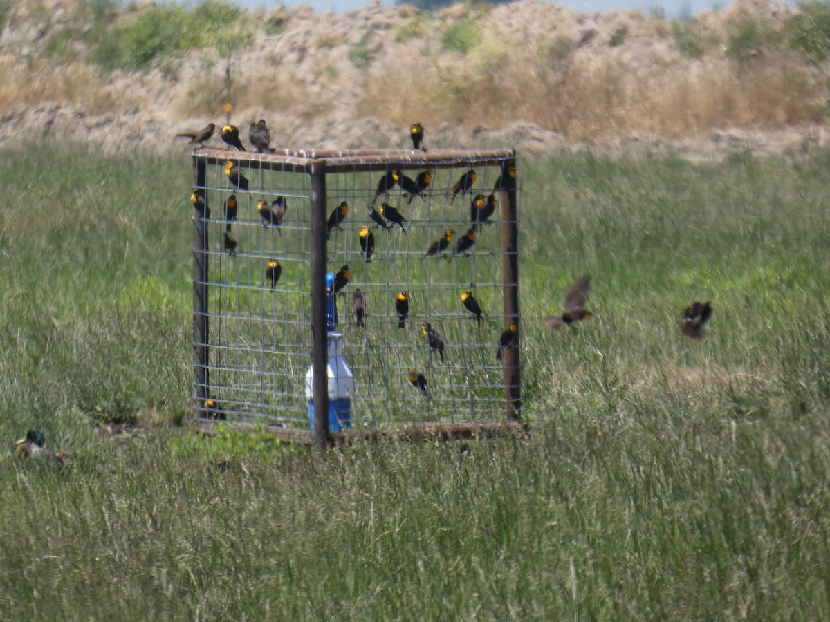 vlhovec žlutohlavý - ML635331791