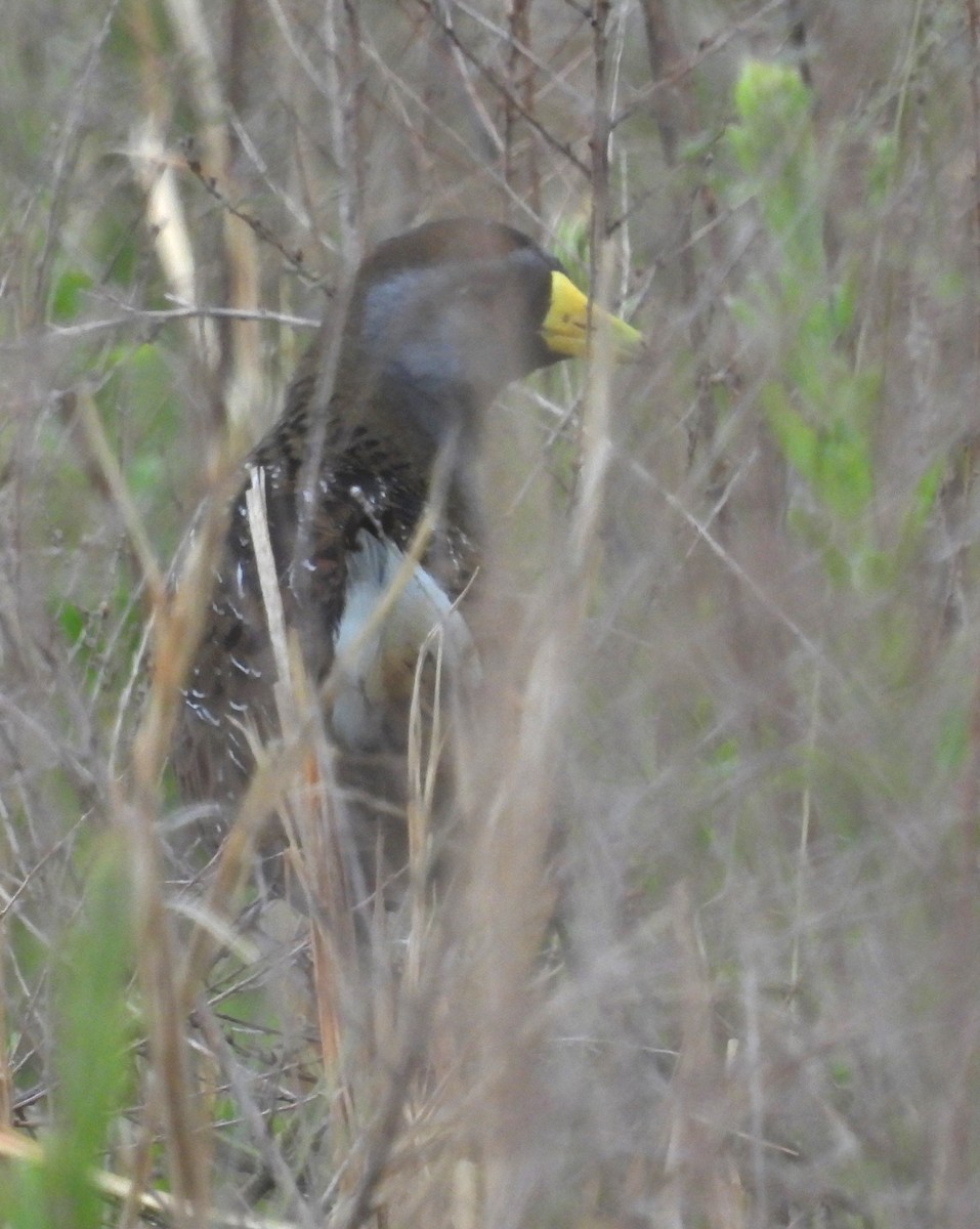 chřástal karolínský - ML635331824