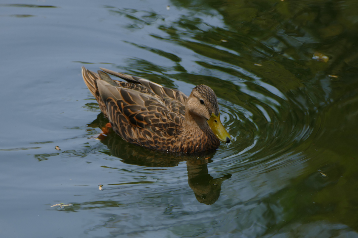 Mexican Duck - ML635331833