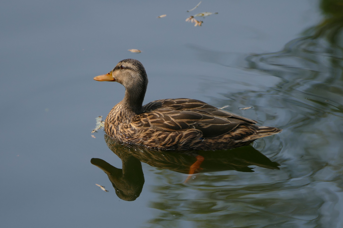 Mexican Duck - ML635331834
