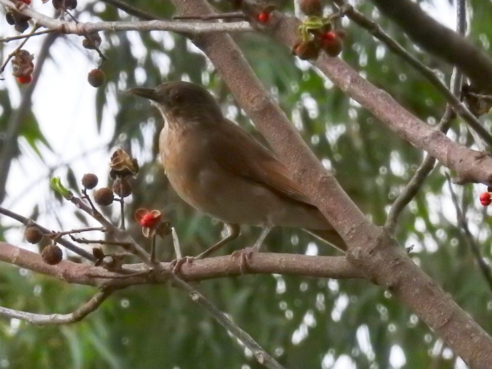 Pale-breasted Thrush - ML635331835