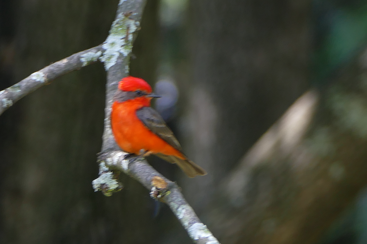 Vermilion Flycatcher - ML635331842