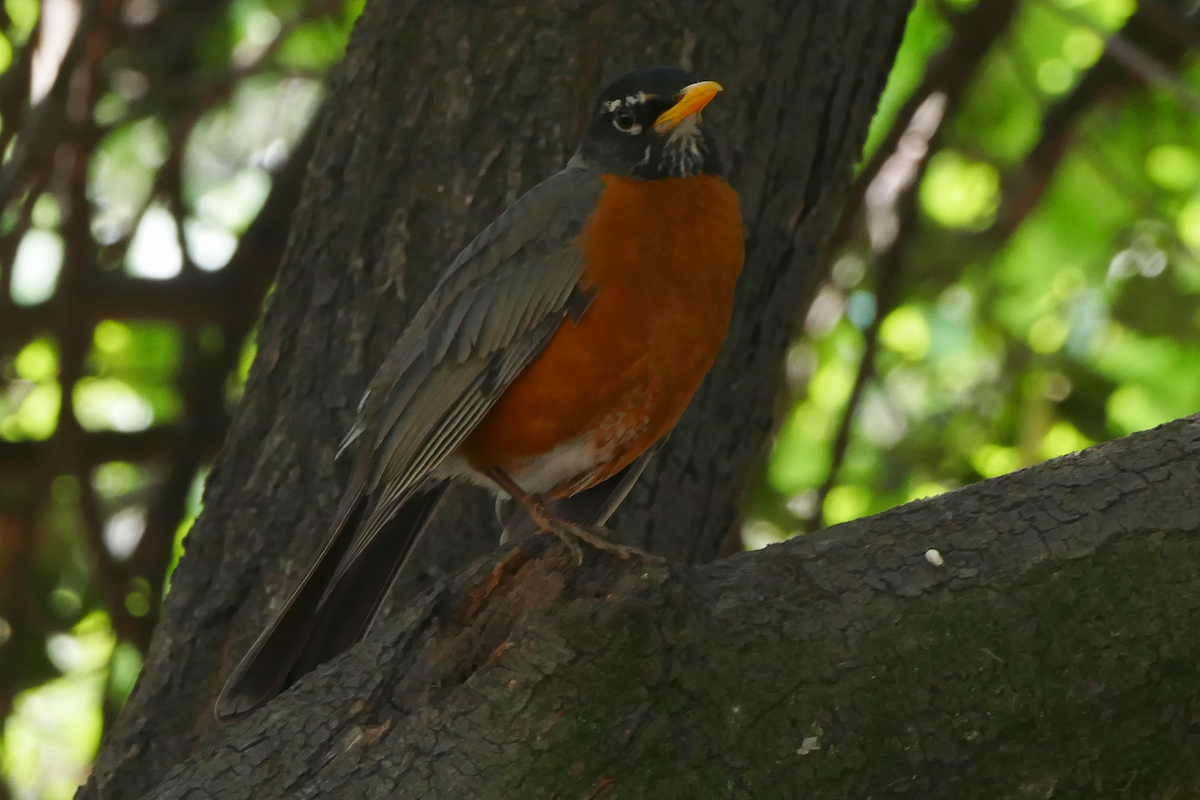 American Robin - ML635331856
