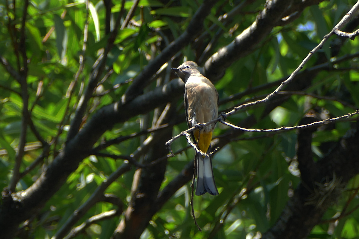 Gray Silky-flycatcher - ML635331867