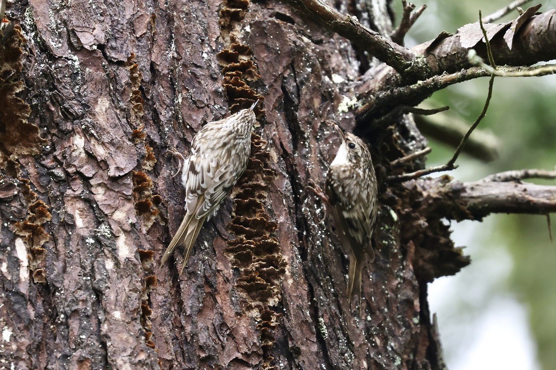 Brown Creeper - ML635331868