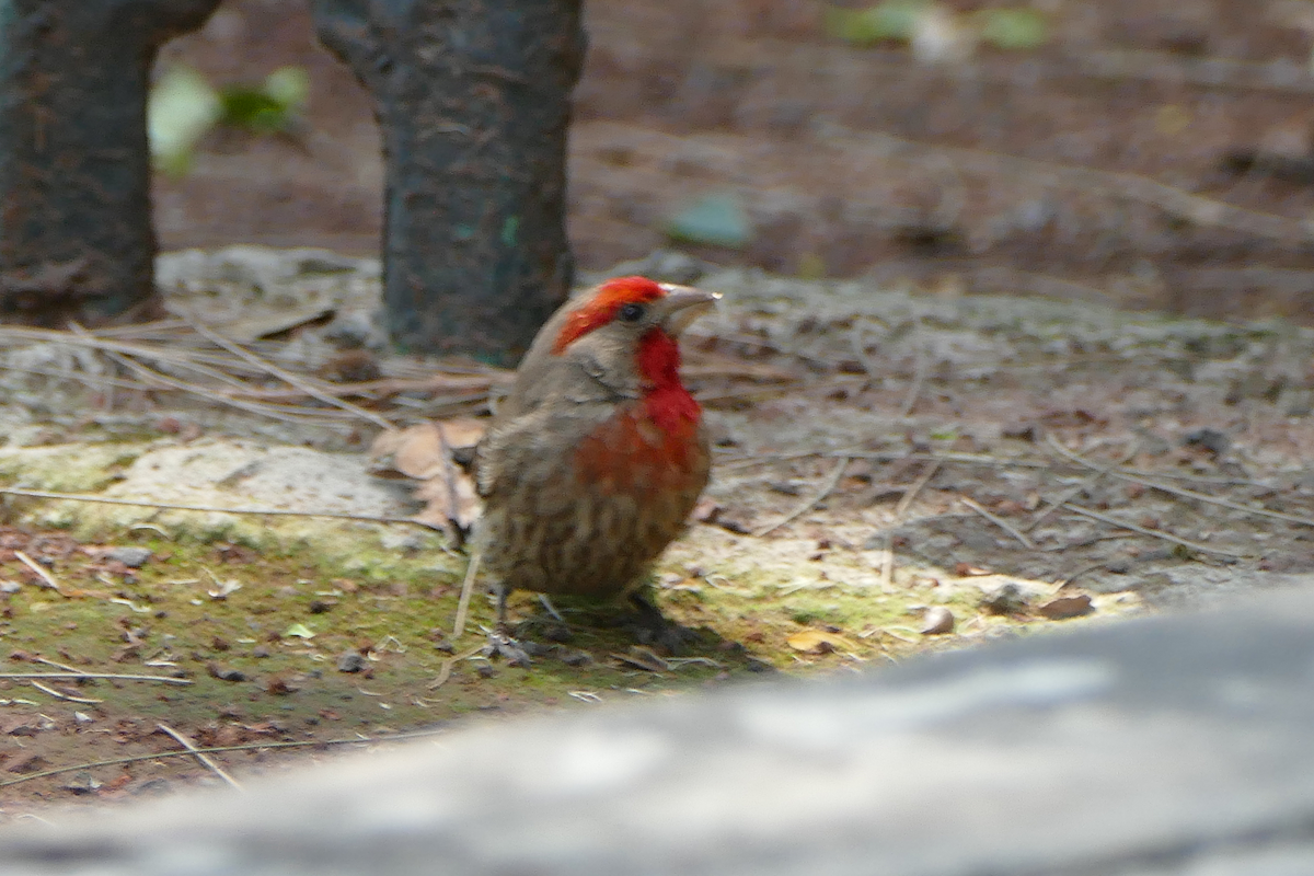 House Finch - ML635331874