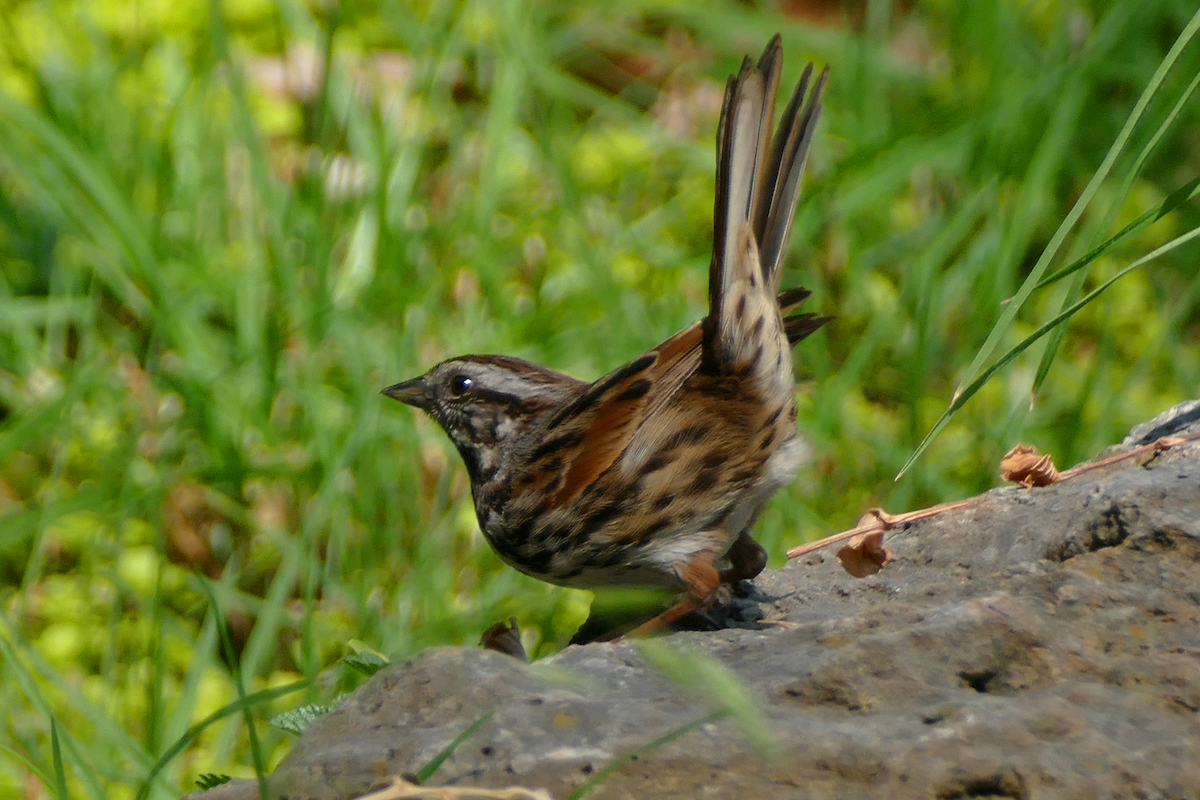 Song Sparrow - ML635331881