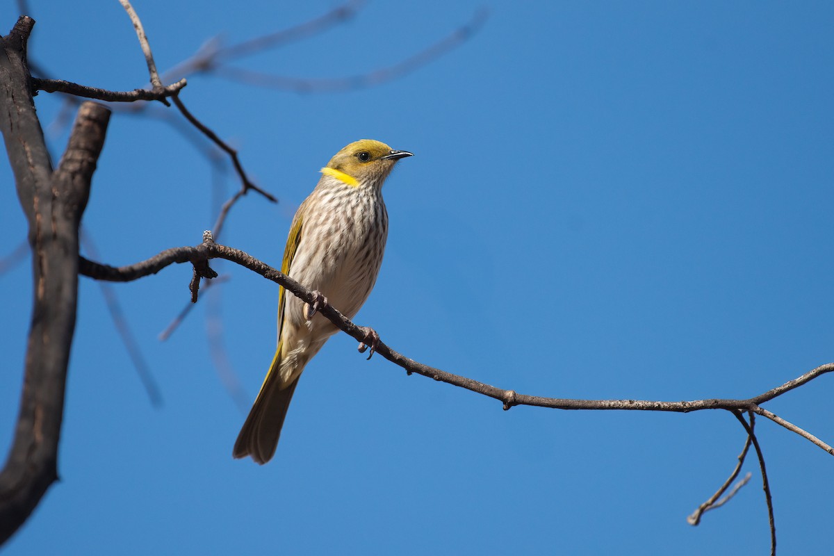 Yellow-plumed Honeyeater - ML635331893