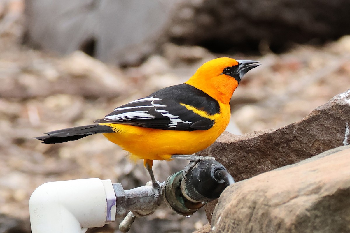 Altamira Oriole - ML635331909