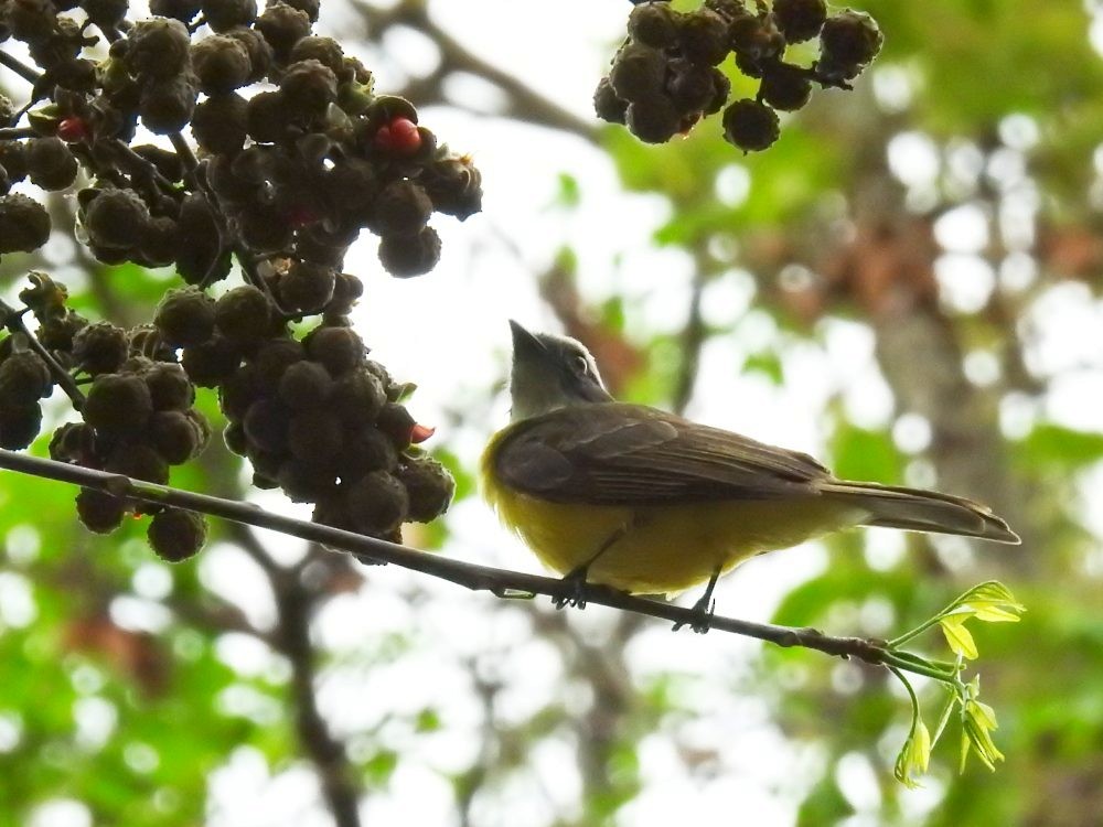 Social Flycatcher - ML635331942