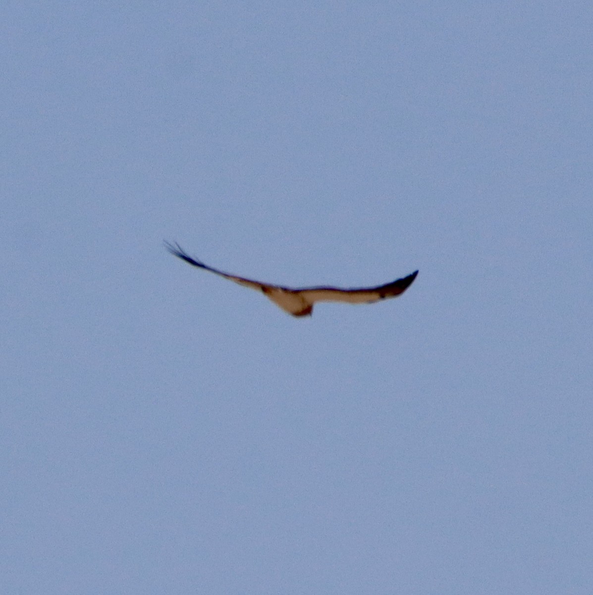 Swainson's Hawk - ML635331952