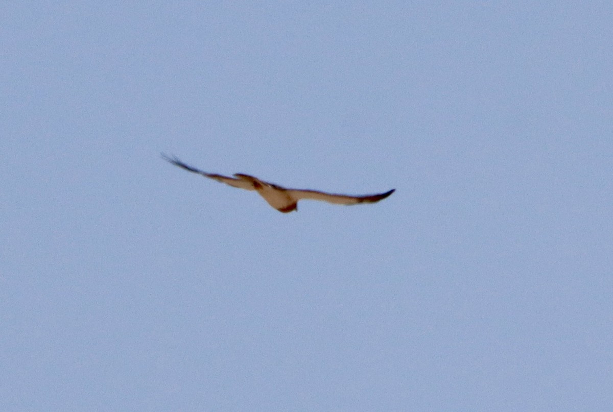 Swainson's Hawk - ML635331953