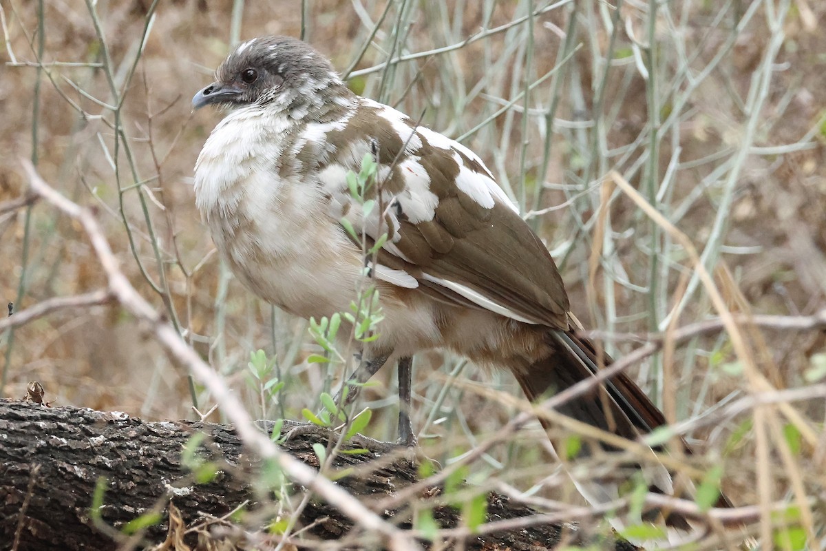 Plain Chachalaca - ML635331963