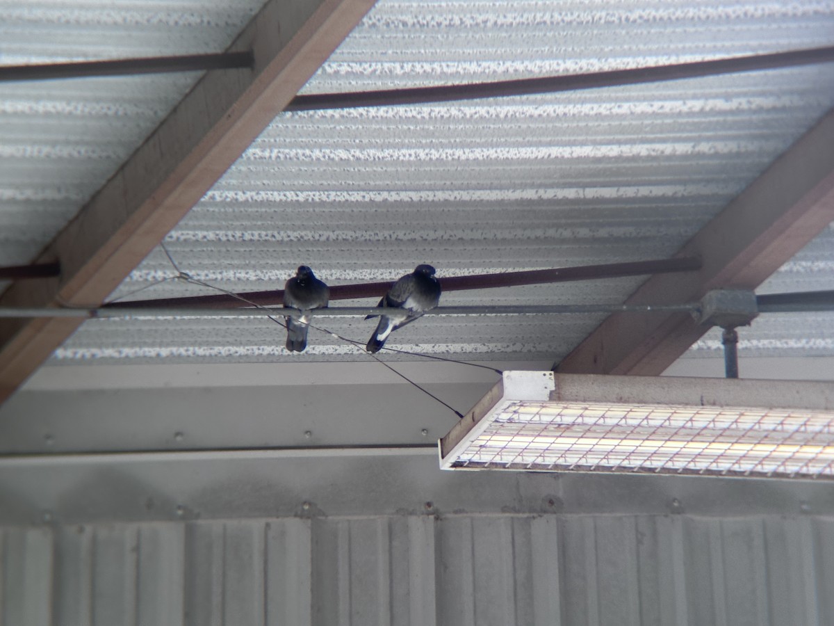 Rock Pigeon (Feral Pigeon) - ML635331970