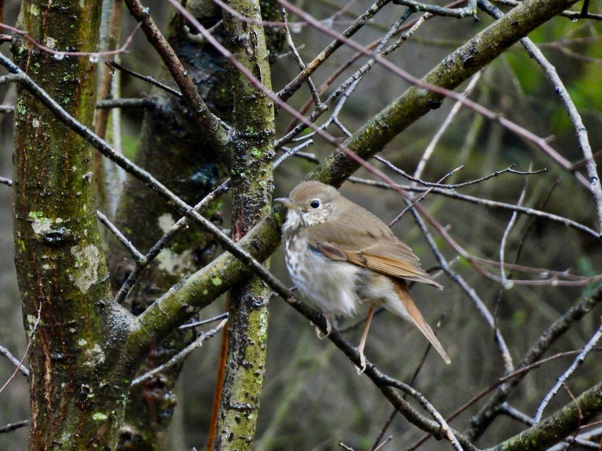 Hermit Thrush - ML635331972