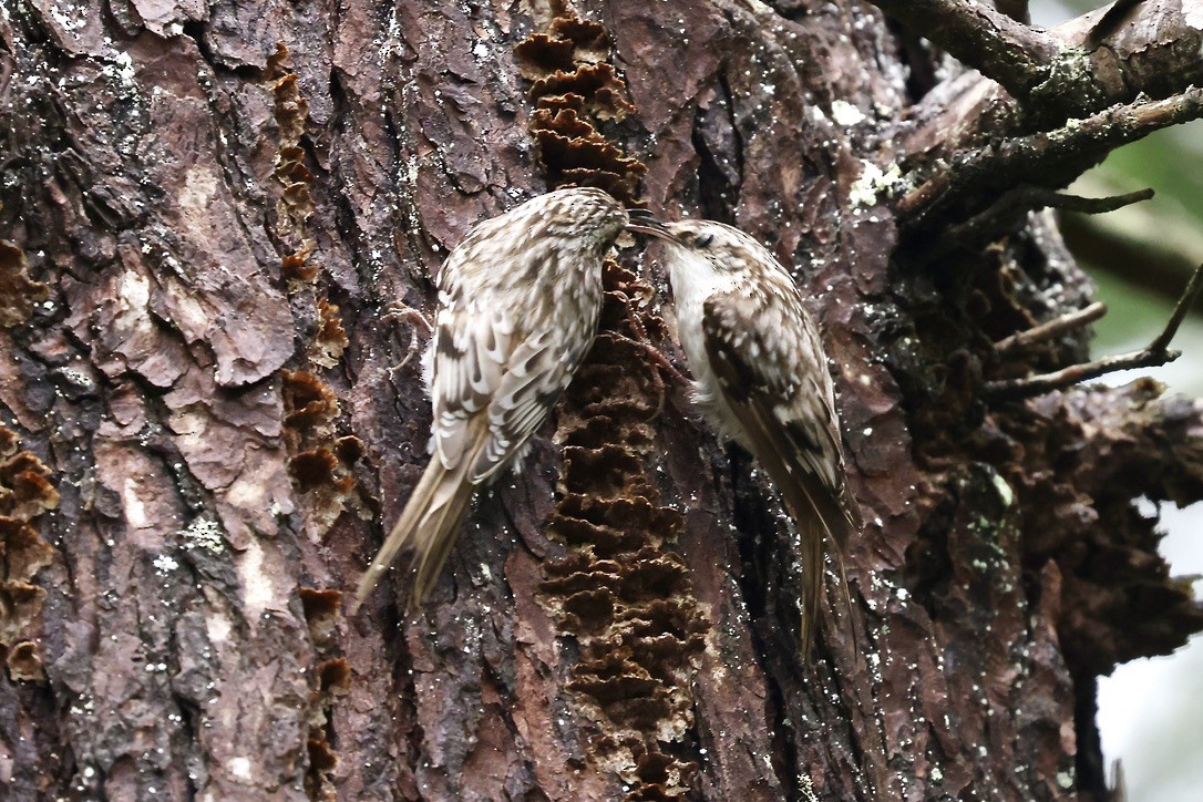 Brown Creeper - ML635331983