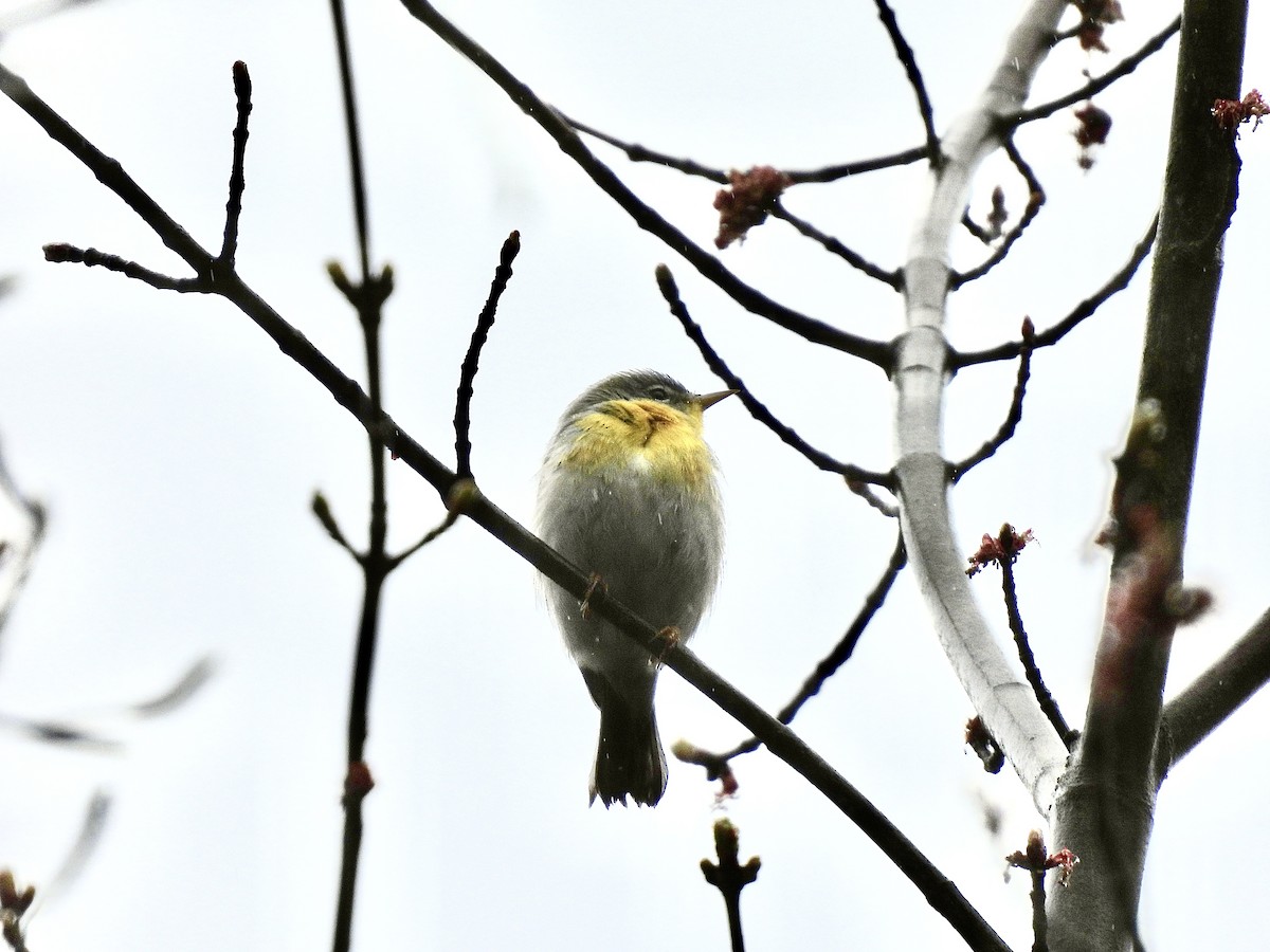 Northern Parula - ML635331994