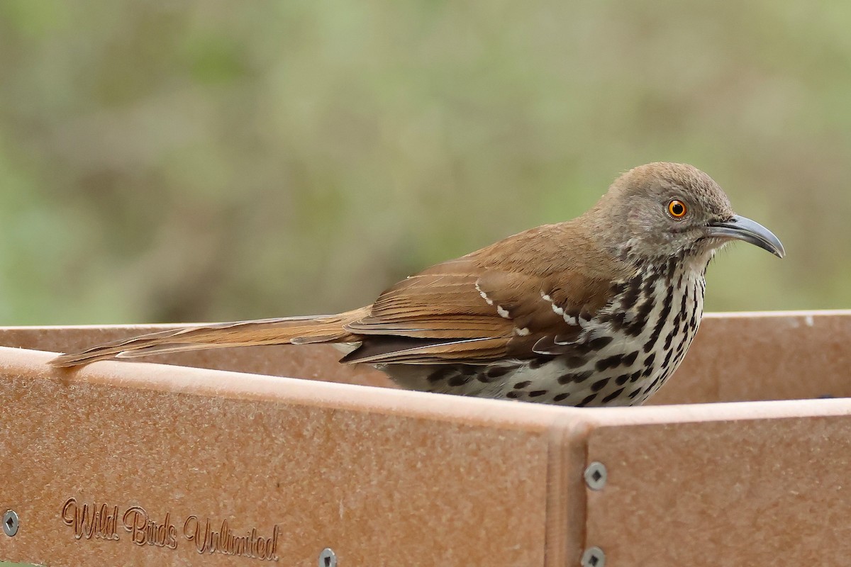 Long-billed Thrasher - ML635332071