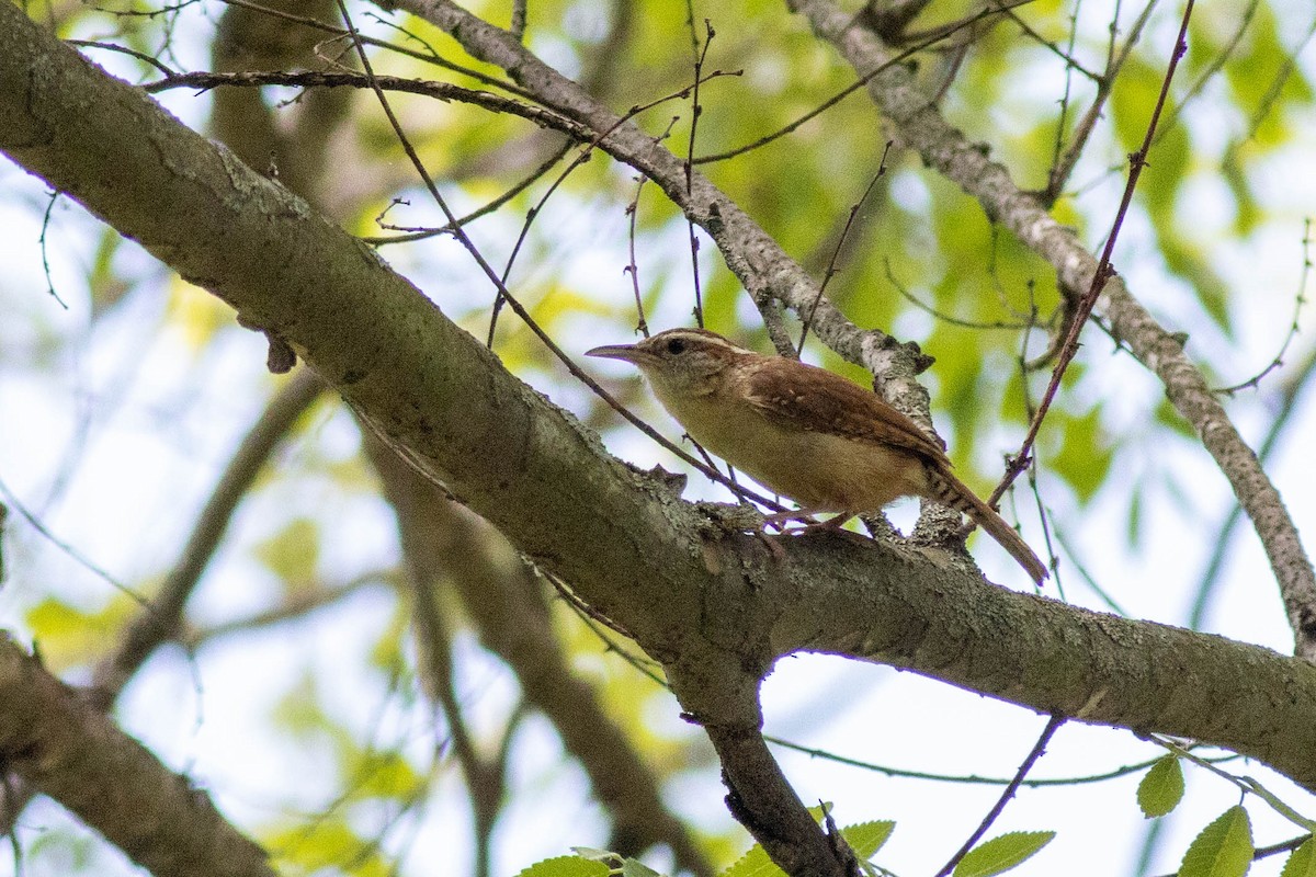 Carolina Wren - ML635332144