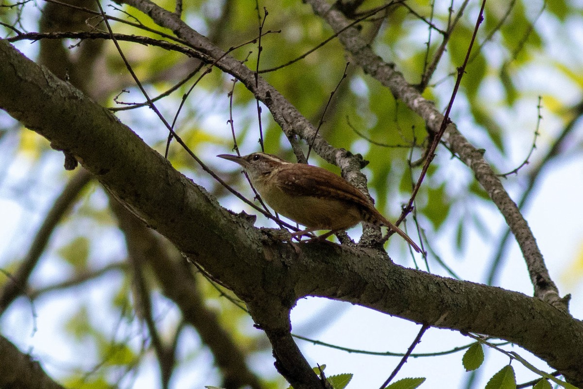 Carolina Wren - ML635332145