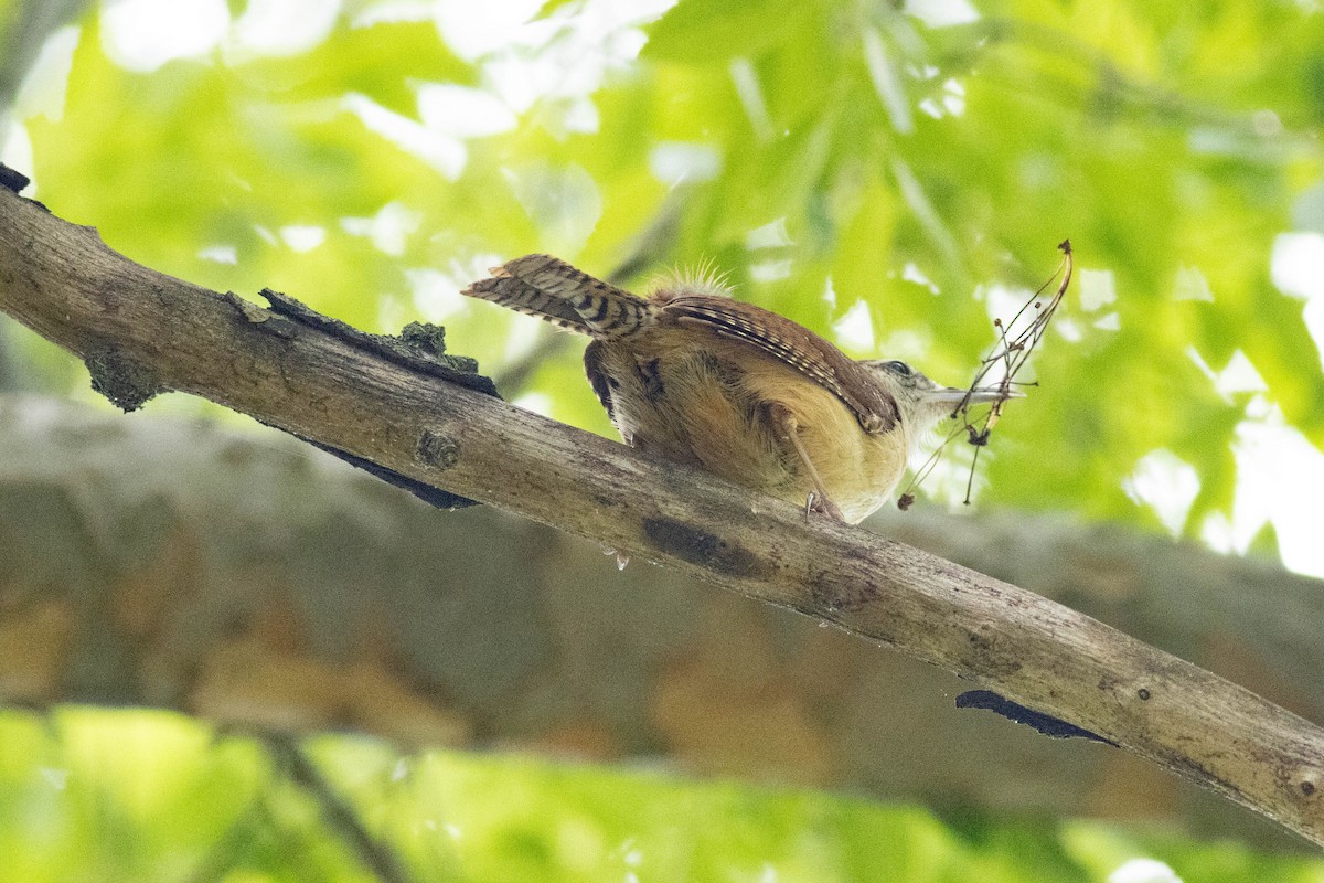 Carolina Wren - ML635332146