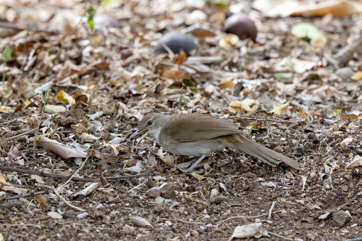 Terrestrial Brownbul - Travis Vance