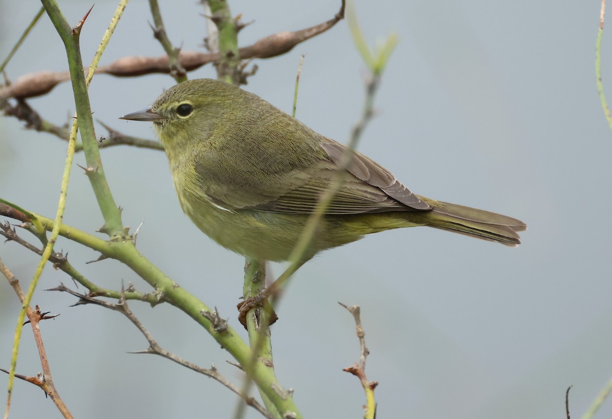 Orange-crowned Warbler - ML635332169